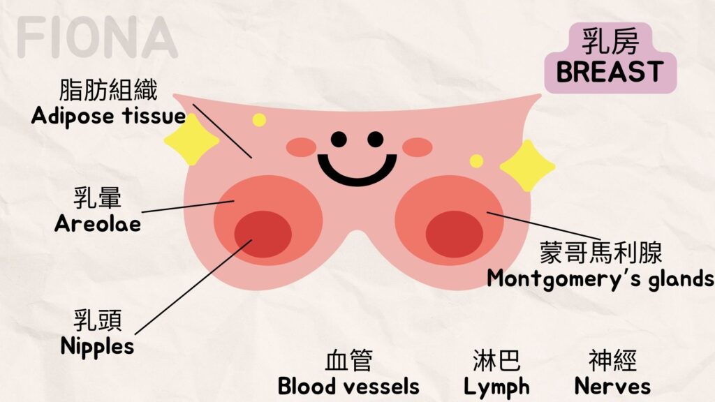 【母乳哺育Breastfeeding】第一章:認識乳房及4大激素