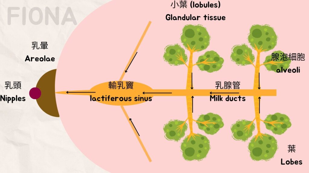 【母乳哺育Breastfeeding】第一章:認識乳房及4大激素