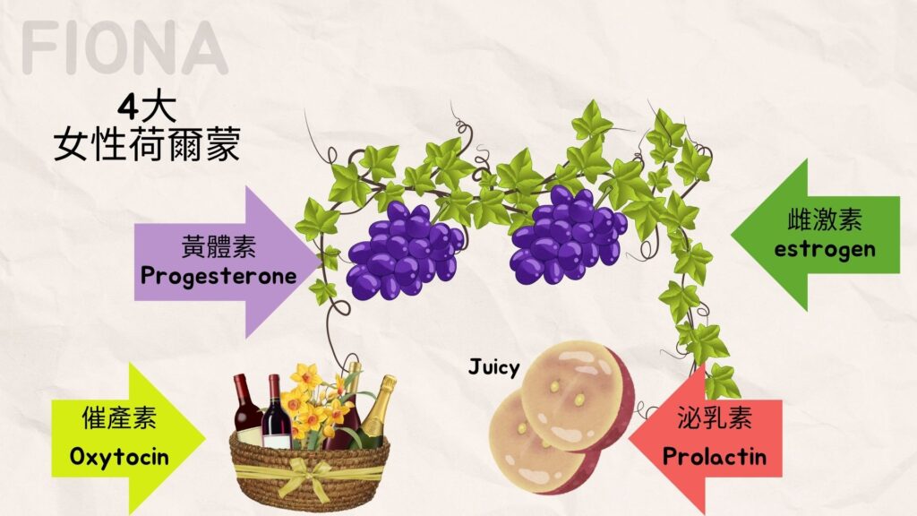 【母乳哺育Breastfeeding】第一章:認識乳房及4大激素