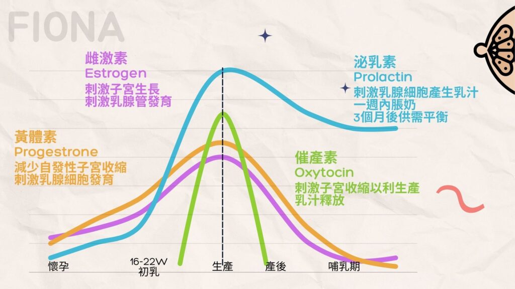 【母乳哺育Breastfeeding】第一章:認識乳房及4大激素