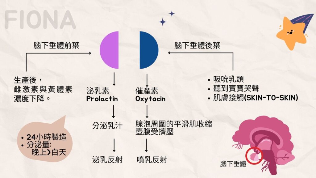 【母乳哺育Breastfeeding】第一章:認識乳房及4大激素