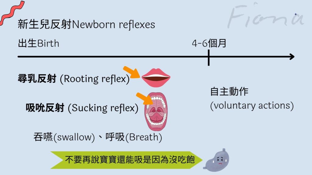 【母乳哺育Breastfeeding】第四章:搞懂寶寶如何喝奶 生存技能 |餵奶頻率| 胃容量| 喝奶證據